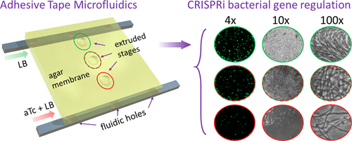 带有结合 CRISPR 干扰的自动聚焦模块的胶带微流体在长期细菌抗生素研究中的应用